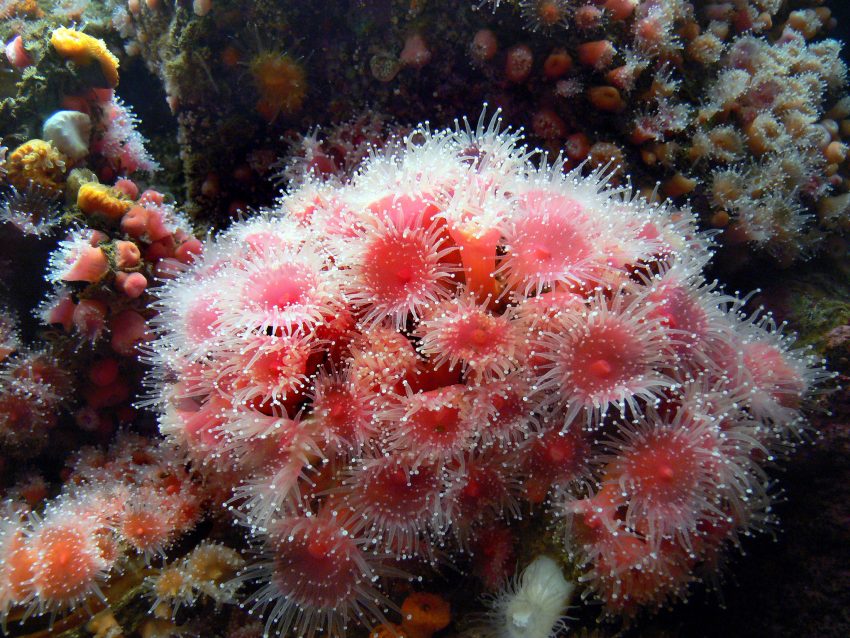 Anemones