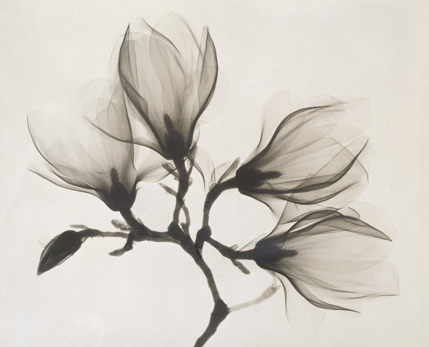 flower in black n white