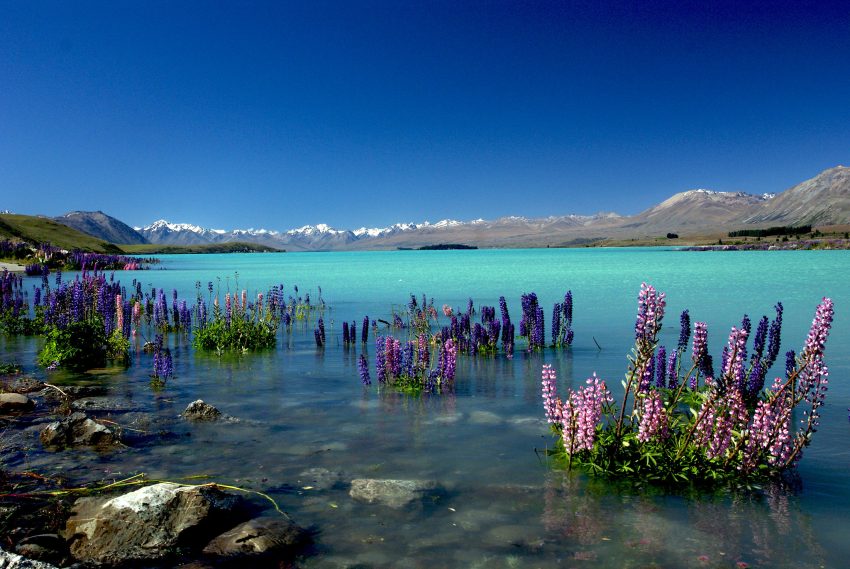 Russell Lupins in Lake Tekapo, New Zealand