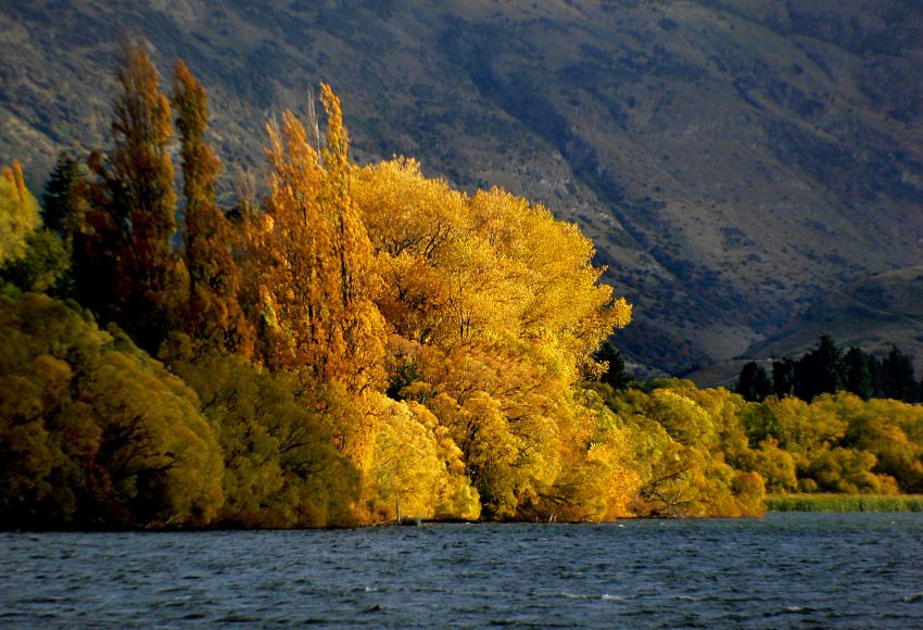 Golden Season, New Zealand